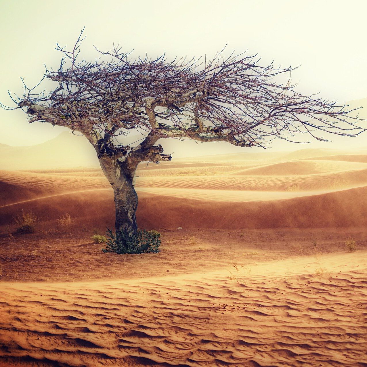 desert-2227962_1920