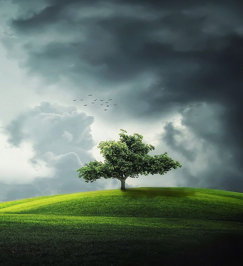 tree-832079_1280