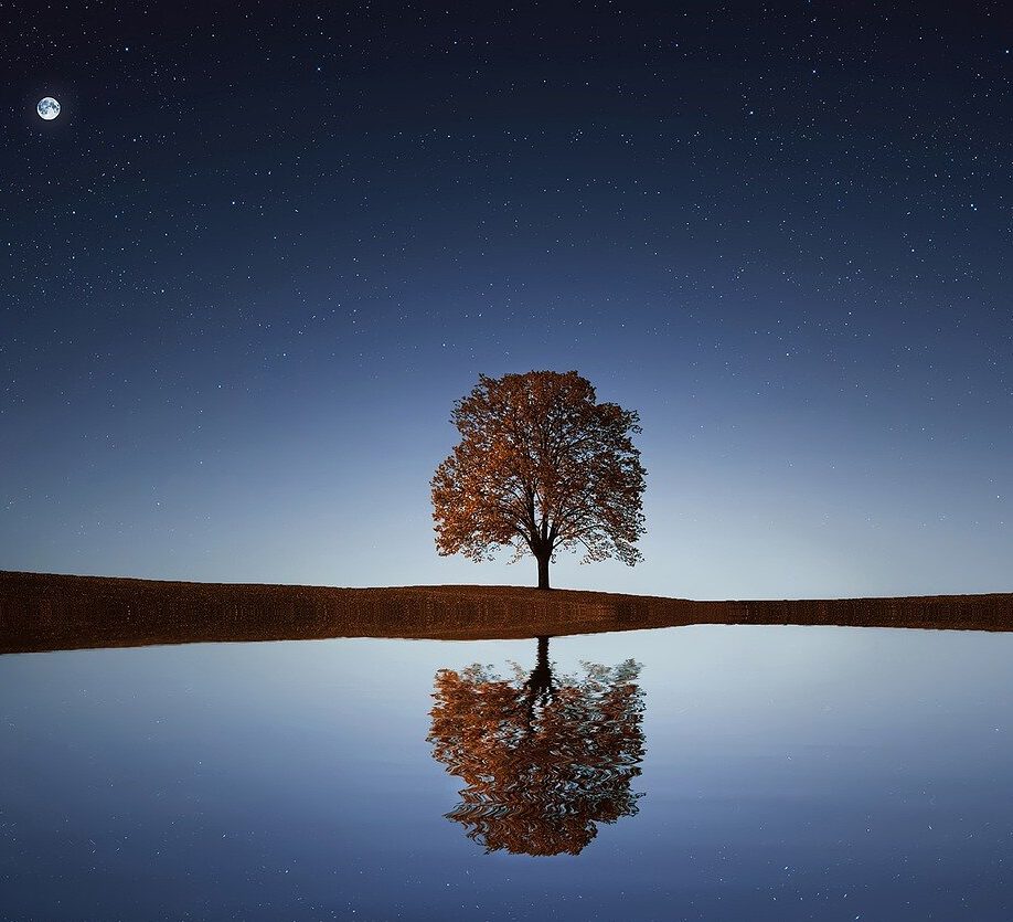 tree-838667_1280